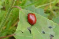 Chrysomela populi
