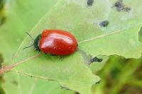 Chrysomela populi