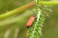 Lygistopterus sanguineus