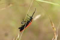 Lygistopterus sanguineus