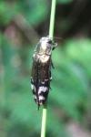 Coraebus fasciatus
