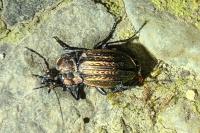 Carabus cancellatus