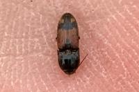 Drasterius bimaculatus