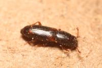 Rhizophagus bipustulatus
