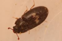 Biphyllus lunatus