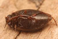 Hydroporus tessellatus