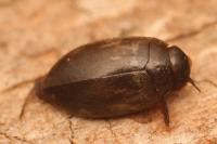 Hydroporus tessellatus
