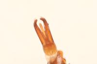 Dermestes