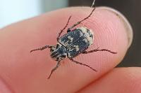 Valgus hemipterus