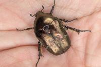 Potosia cuprea