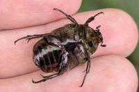Potosia cuprea