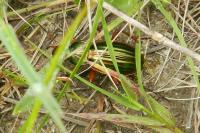 Carabus auratus
