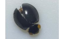 Parexochomus nigromaculatus