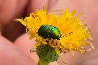 Cryptocephalus