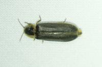 Lampyris noctiluca