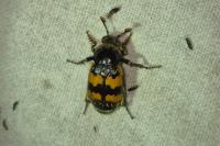 Nicrophorus vespillo