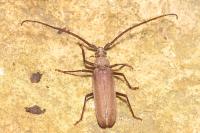 Aegosoma scabricorne