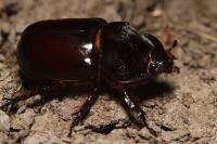 Oryctes nasicornis
