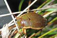 Dytiscus dimidiatus