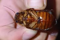 Dytiscus dimidiatus