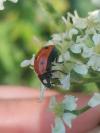 Coccinella septempunctata
