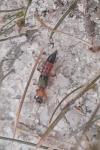 Paederus littoralis