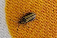 Xanthogaleruca luteola