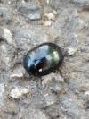 Chrysolina haemoptera