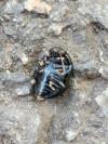 Chrysolina haemoptera