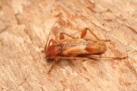 Trichoferus pallidus