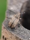 Sitona hispidulus