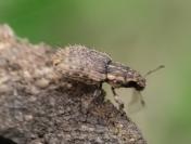 Sitona hispidulus