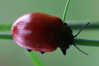 Chrysomela populi