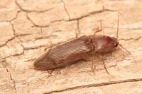 Stenagostus rhombeus