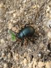 Timarcha tenebricosa