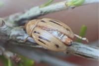 Arrhenocoela lineata
