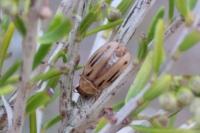 Arrhenocoela lineata