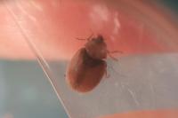 Coccidula rufa