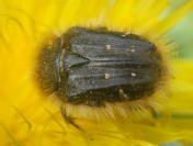 Tropinota squalida