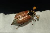 Melolontha melolontha