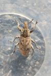 Cleonis pigra