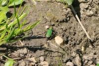 Cicindela campestris