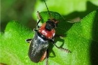 Cantharis fusca