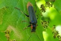Cantharis obscura