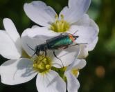 Malachius bipustulatus
