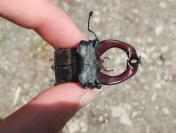 Lucanus cervus