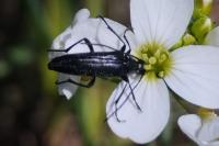 Rutpela nigra
