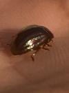 Chrysolina americana