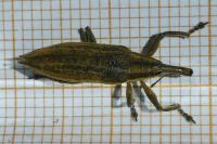 Lixus iridis