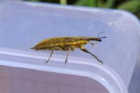 Lixus iridis